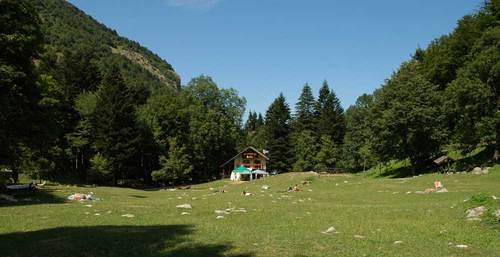 Dinocras ferreri